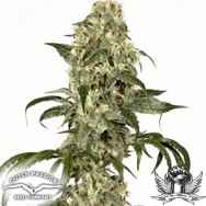 Dutch Passion Seeds Dolce Vita